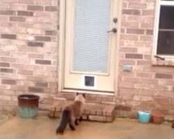 Man Installs A Cat Door Only To Have His Cat Hilariously Surprise Him