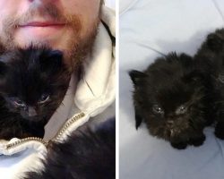 Man hears chirps under his home, finds tiniest little furballs and raises them into magnificent cats