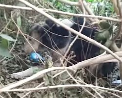 Senior Dog Cowered In The Bushes Trying To Hide Her Pain From The World