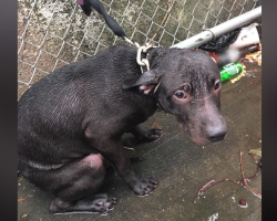 Officer Finds Dog Chained Out In The Cold Rain, Now He Doesn’t Leave His Side