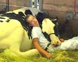 Teen And Cow Comfort Each Other After Losing A Show, They Win Our Hearts Instead