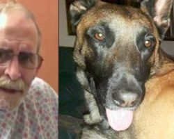 Veteran Dying From Cancer Makes A Public Plea To Help Find His Missing Service Dog