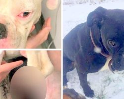 One Dog Mutilated And Another Still Missing, Police Still Searching For Suspect