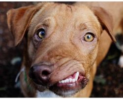 Deformed Dog Dumped At Kill Shelter For Being “Ugly” Becomes Worldwide Sensation