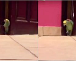 Devious Parrot Sneaks Into Room And Lets Out His Most Evil Supervillain Laugh