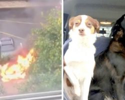 Man Sees 3 Dogs Stuck In A Burning Car, Risks Life To Save Them Before Explosion