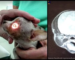Tiny Puppy Missing Half Her Brain So Dog Owners Can Show Off Rare Fur Color