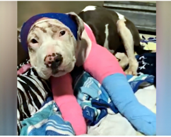 Former Bait Dog Covered In Wounds Wears Costumes Over Her Bandages To Feel Safe