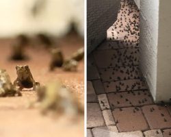 Thousands Of Tiny, Pet-Killing Toads Are Invading A Florida Neighborhood