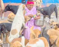 Woman Living In A Slum Cares For 400 Stray Dogs, Spends Her Days Feeding Them