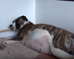 Pregnant Dog Held Secret In Her Belly. Dad Films Birth, Nearly Drops The Camera