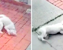 Video Surfaces Showing Mailman Routinely Pepper-Spraying Tiny Dog From The Gate
