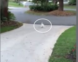 Dad Notices His Puppy Wrestling At The End Of The Driveway And Runs Over To Help