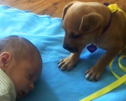 Abandoned Puppy Adorably Reacts To Baby Falling Asleep, And Mom Caught It All On Video