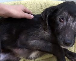 Neglected Puppy Was Afraid Of Being Touched, But Her Reaction To A Belly Rub Says It All