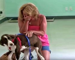 Quadriplegic Dog Regains Use of Legs, Owner’s Reaction is Pure Joy