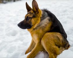 He was born different and grew up fearing humans, but now he’s loved around the world