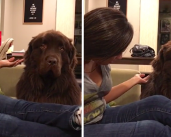 Dog Isn’t Having Mom’s Apologies, But Then He Finally Cracks