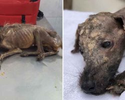 Dying stray dog didn’t have much time left when an angel scooped him up and changed it all