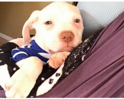 The Only Pup Left Wouldn’t Stop Crying, Foster Mom’s Heartbeat Is His Only Comfort