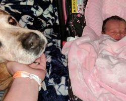 Dying Senior Rescue Dog Held On Just Long Enough To Meet His New Baby Sister