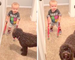Boy’s Special Bond With His Family Dog Helps Him Fight Birth Defect & Walk Again