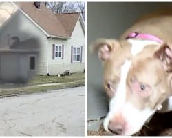 Hero Pit Bull Stops Burglar In His Tracks, Criminal Yells For Help From Cops