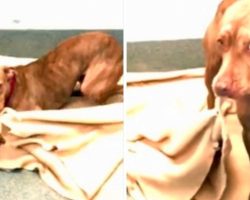 Pit Bull Makes His Bed Every Day At Shelter, Hoping Someone Will Pick Him Too