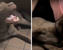 Dog Overreacts After Getting A Shot, But He Has A Hilarious Hidden Agenda Behind It