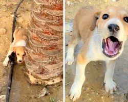 Jogger Hears Blood-Curdling Screams Of Pain, Notices It’s Coming From A Puppy