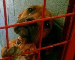 Crying dog nearly gives up hope of adoption, then staff posts photo as a last resort