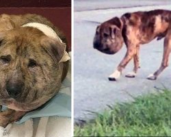 An Evil Person Abused And Deformed Him, But After Surgery, This Dog Is Unrecognizable