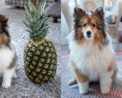 17 Dogs Going From Small To Large