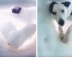 Man Buried In The Snow Records As A Mountain Rescue Dog Saves Him