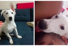 The Individual Who Just Saved the Stray Finds Himself Sleeping on His Shoulder