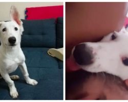 The Individual Who Just Saved the Stray Finds Himself Sleeping on His Shoulder