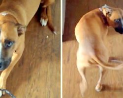Mom Confronts Dog About Chewed Up Glasses, Dog Tries To Scam Mom And Escape