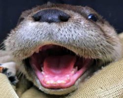 Hours Short Of Dying, Orphan Baby Otter Finds The Right House To Enter