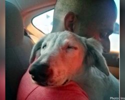 Stray dog fell asleep with his head on his rescuer’s shoulder once he realized he was safe