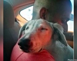 Stray dog fell asleep with his head on his rescuer’s shoulder once he realized he was safe