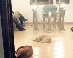 Stray Dogs Show Up To Funeral Of The Woman Who Used To Feed Them