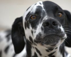 New study proves that dogs can tell if you’re a bad person – here are their cues