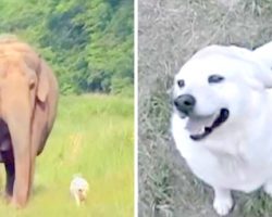 Elephant And Dog Become Best Friends, Then One Day The Dog Suddenly Disappears