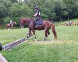 The Horse Approaches The Obstacle And Has A Most Unusual Way Of Jumping