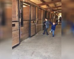 Boy Tries To Get A Horse To Come Out Of The Stall But The Stubborn Horse Won’t Budge