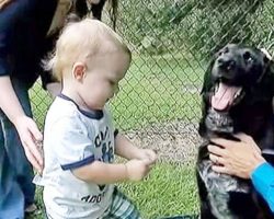 This baby couldn’t tell his parents about his abusive sitter but his dog could