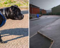 Mom-of-3 is about to be raped – then her dog Lola reacts with lightning speed