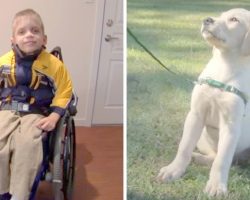 Kid With Cerebral Palsy Had A Hard Life, Then He Met A Very Special Dog