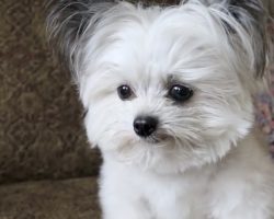 Tiny dog has priceless reaction when he realizes he is getting second treat