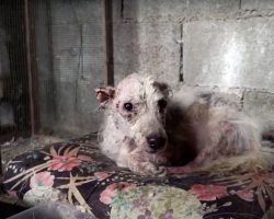 Pup Kept In A Dark Dungeon & Ignored For Years Finally Has A Life Of Sunshine
